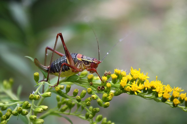 Barbitistes serricauda ???